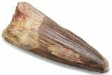 Fossil Spinosaurus Tooth - Real Dinosaur Tooth #381071-1